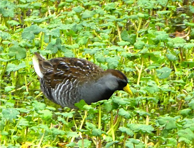 カオグロクイナ - ML54267671