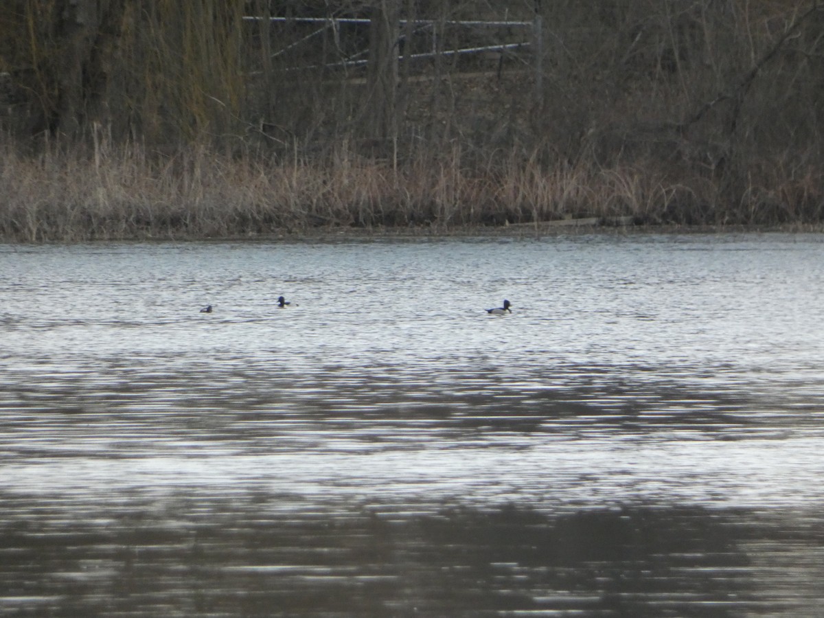 Ring-necked Duck - ML542677911