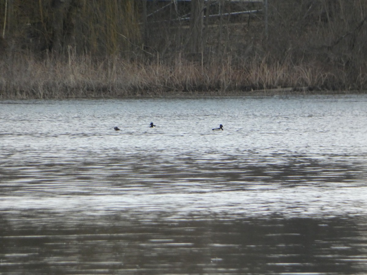 Ring-necked Duck - ML542677941