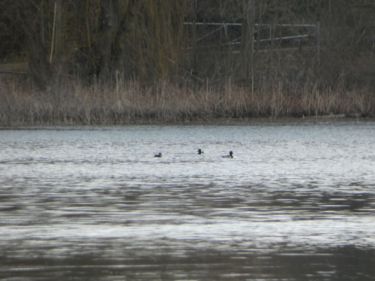 Ring-necked Duck - ML542677971