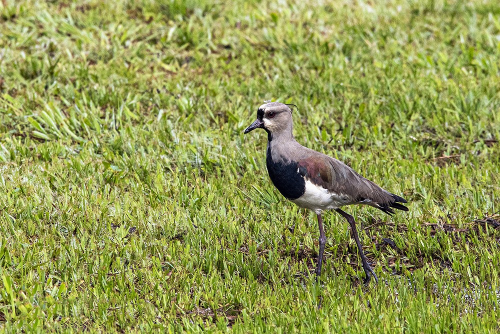 Southern Lapwing - Luiz Augusto Magina