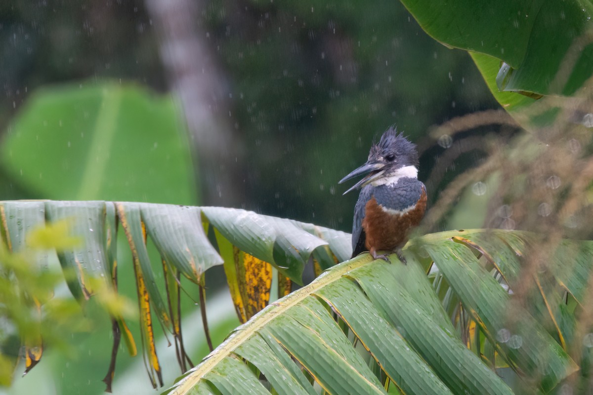 Ringed Kingfisher - ML542679701