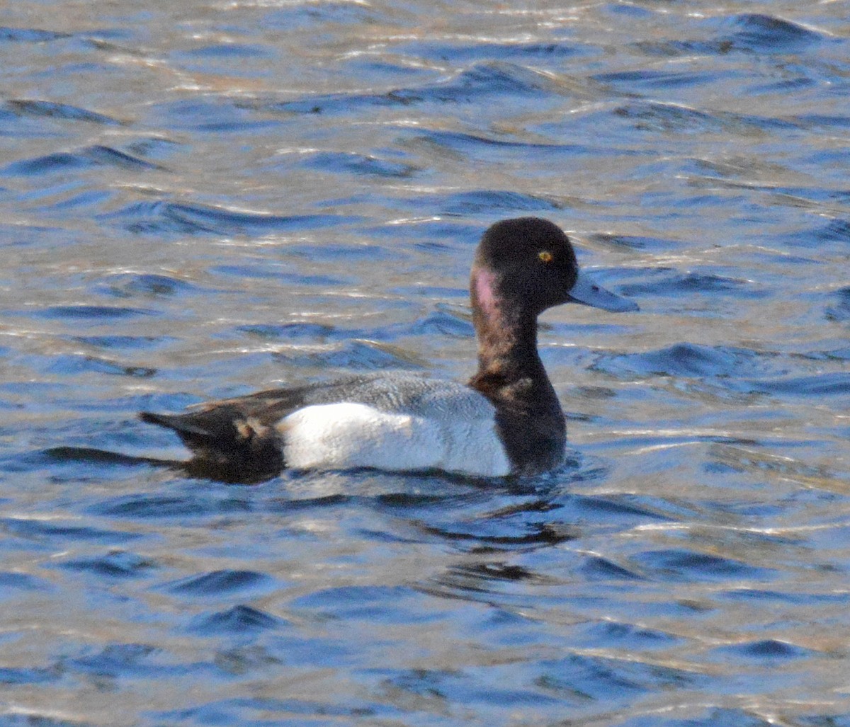 Lesser Scaup - ML542679841