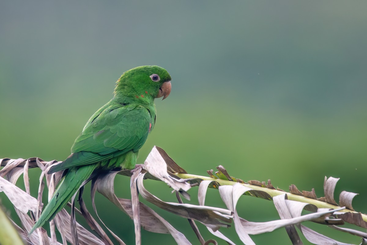 White-eyed Parakeet - Marcos Eugênio Birding Guide