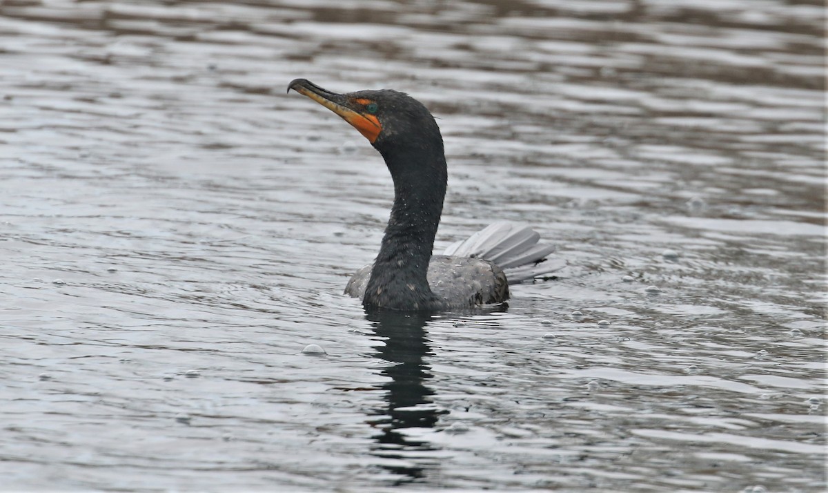 Cormoran à aigrettes - ML542681711