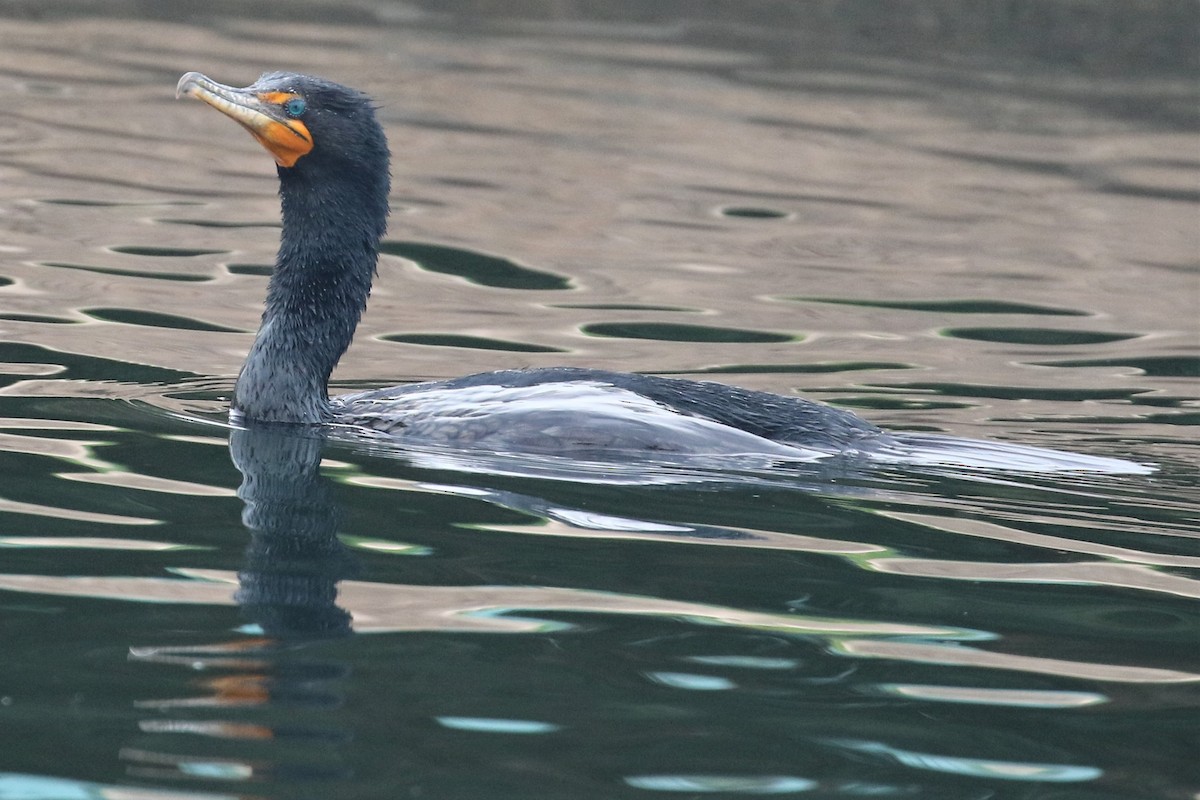 Cormoran à aigrettes - ML542681771