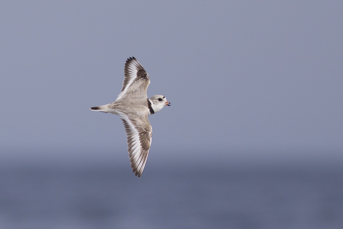 Piping Plover - Doug Hitchcox
