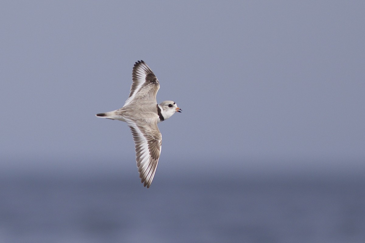 Piping Plover - ML54268201