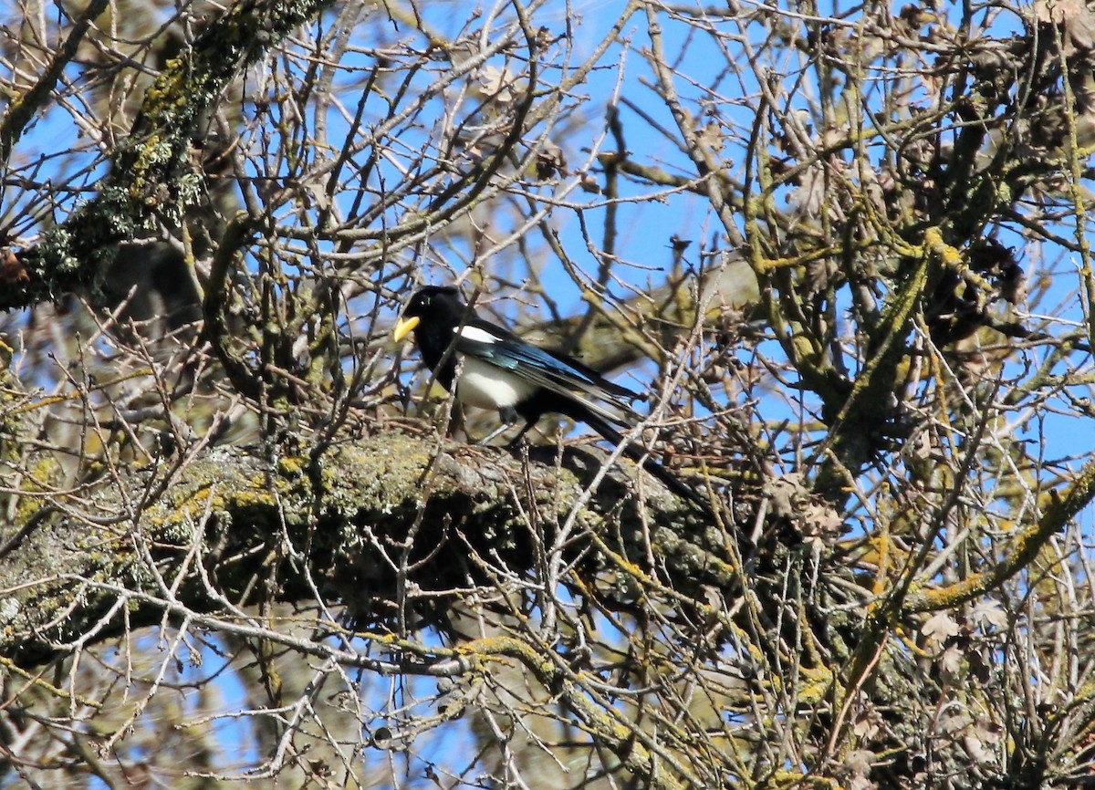 Yellow-billed Magpie - ML54268241