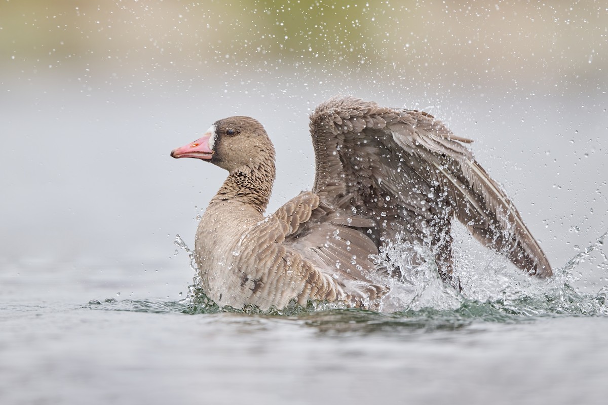 Greater White-fronted Goose - ML542682681