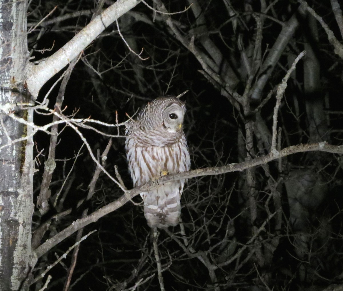 Barred Owl - Ted Hindmarch