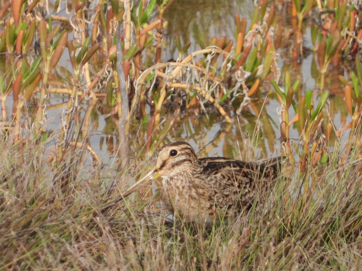 Common Snipe - ML542685411