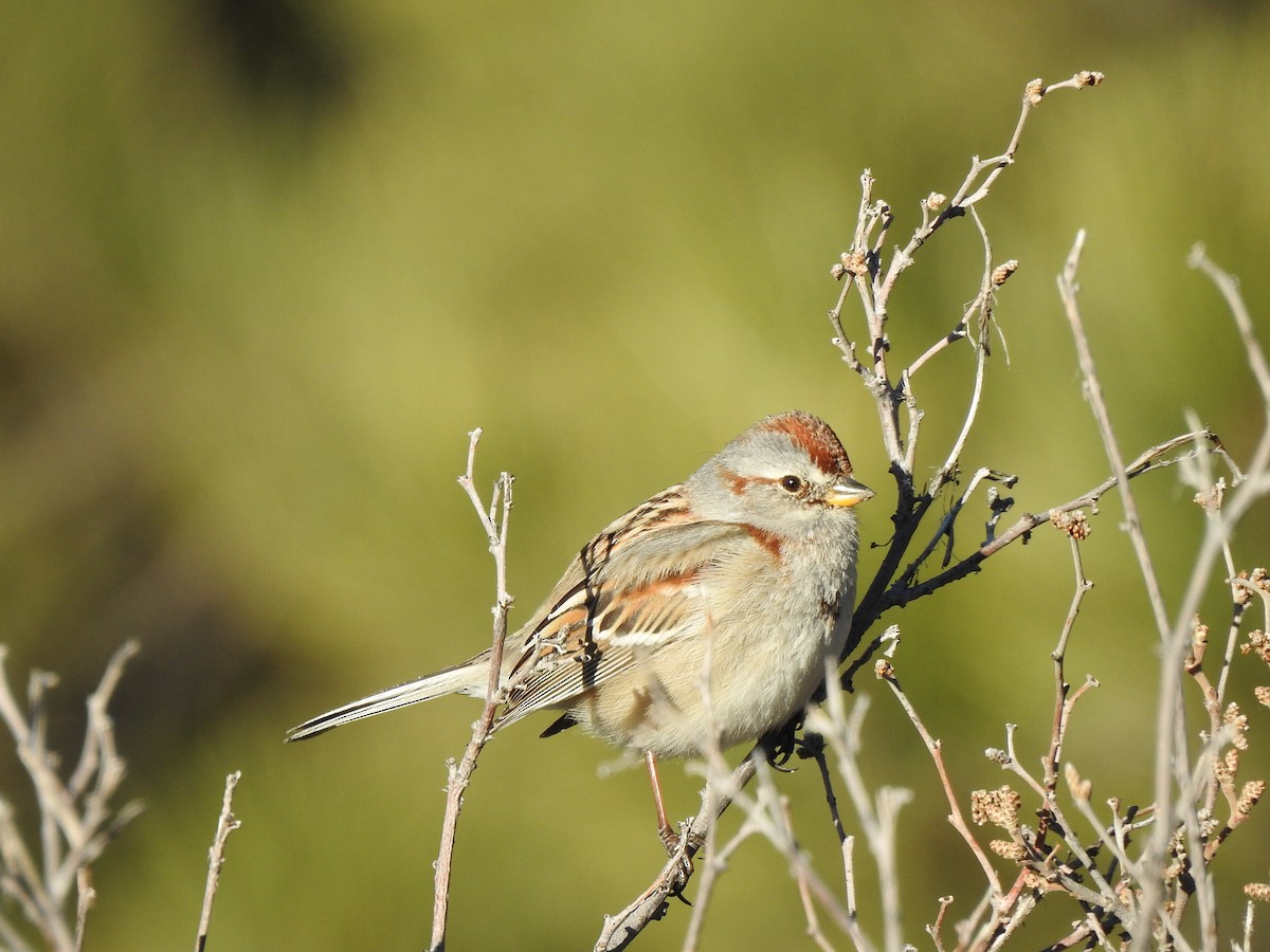 American Tree Sparrow - ML542687211