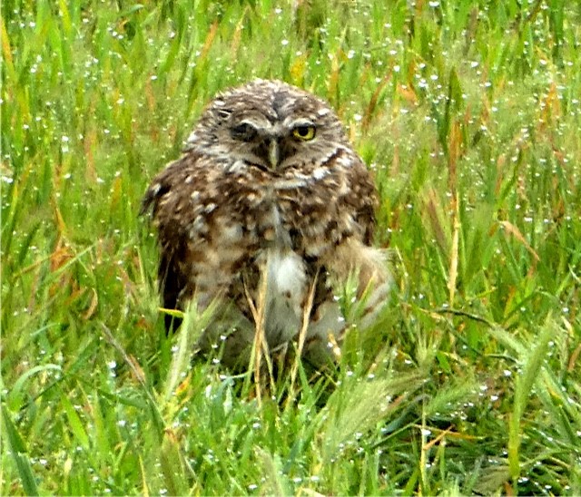 Burrowing Owl - ML54268751