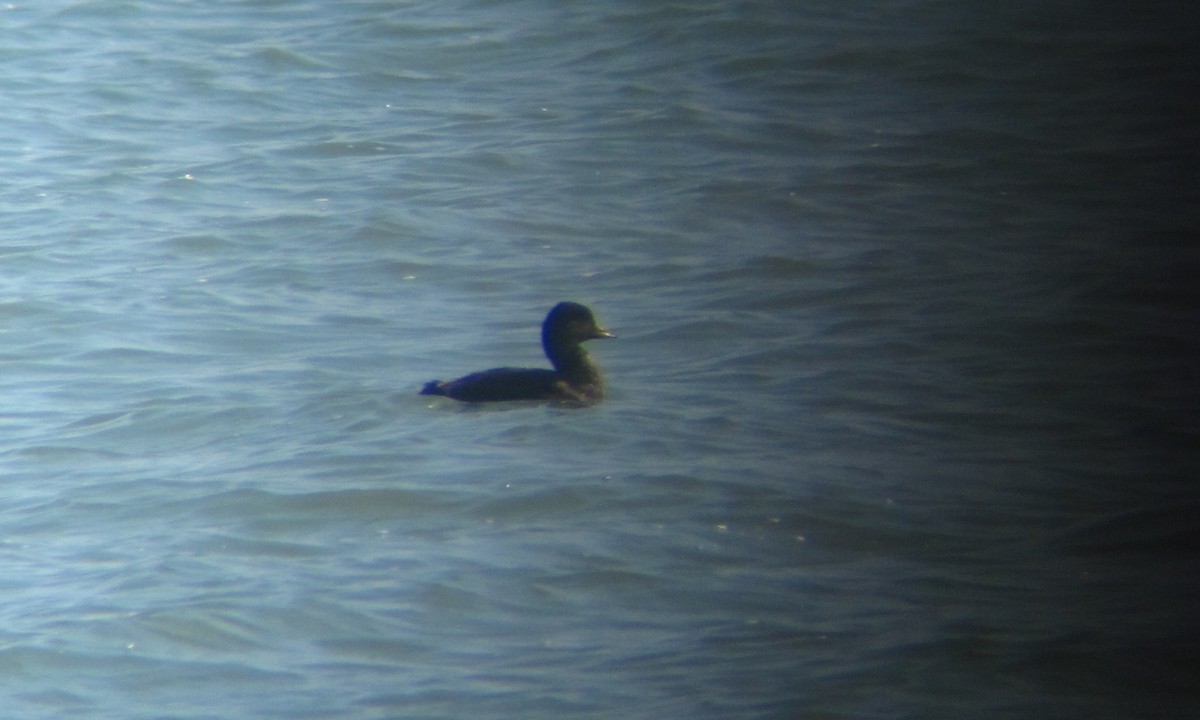 Black Scoter - ML54268761