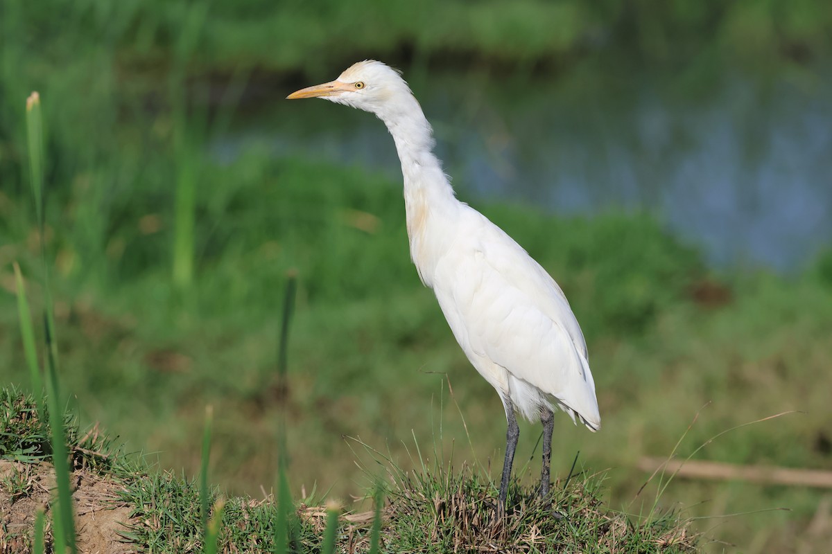 Eastern Cattle-Egret - ML542687931