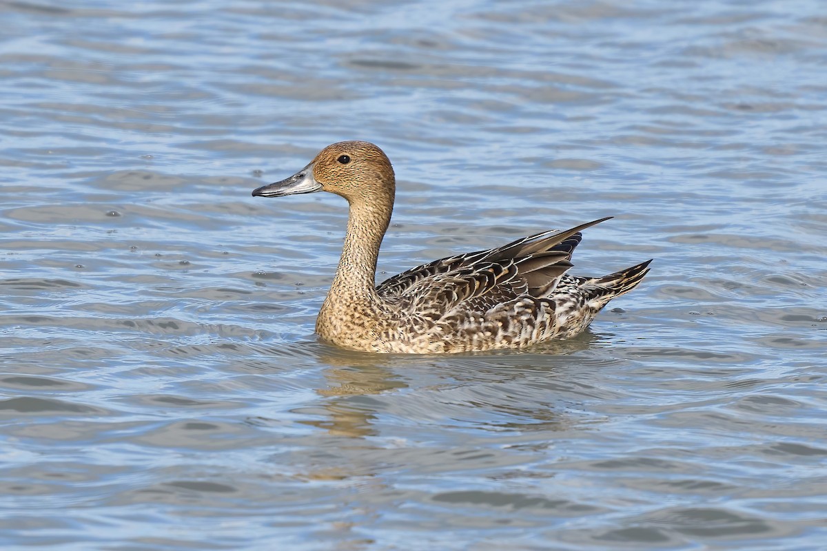 ostralka štíhlá - ML542688141