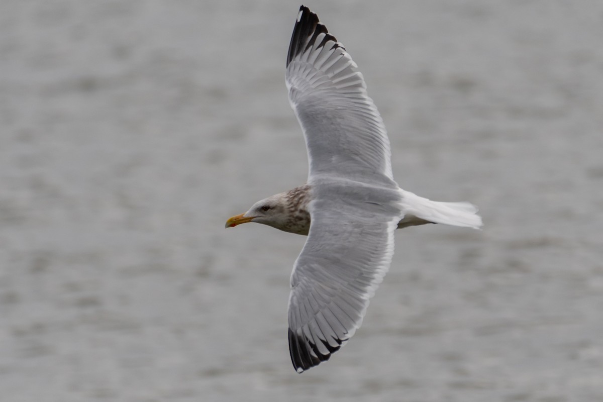 Herring Gull - Richard Rulander