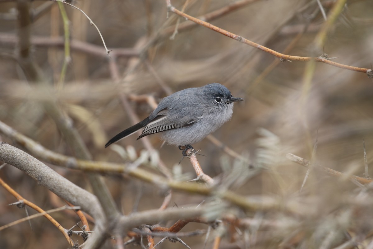 Black-tailed Gnatcatcher - ML542692601