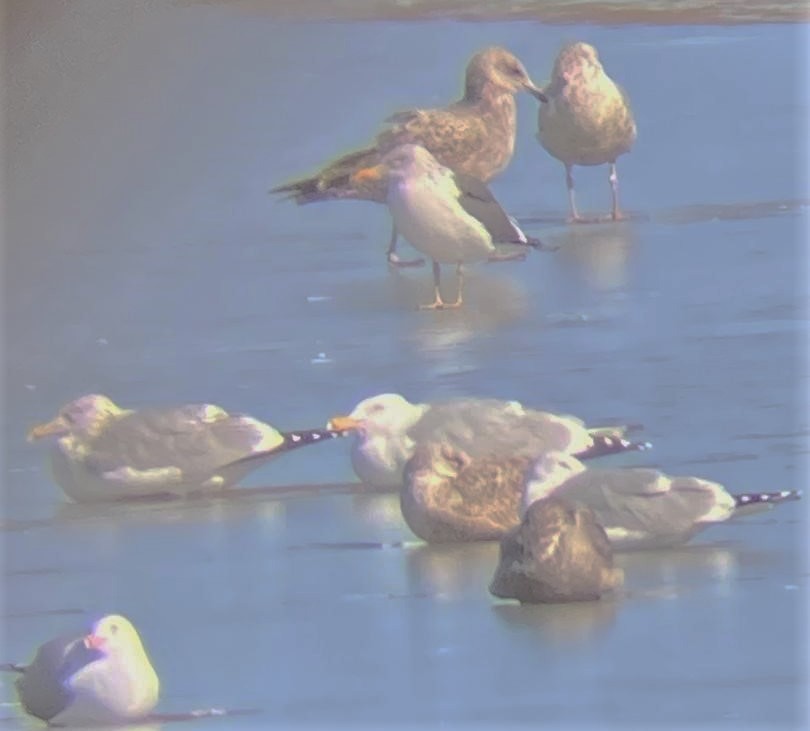 Lesser Black-backed Gull - ML542694551