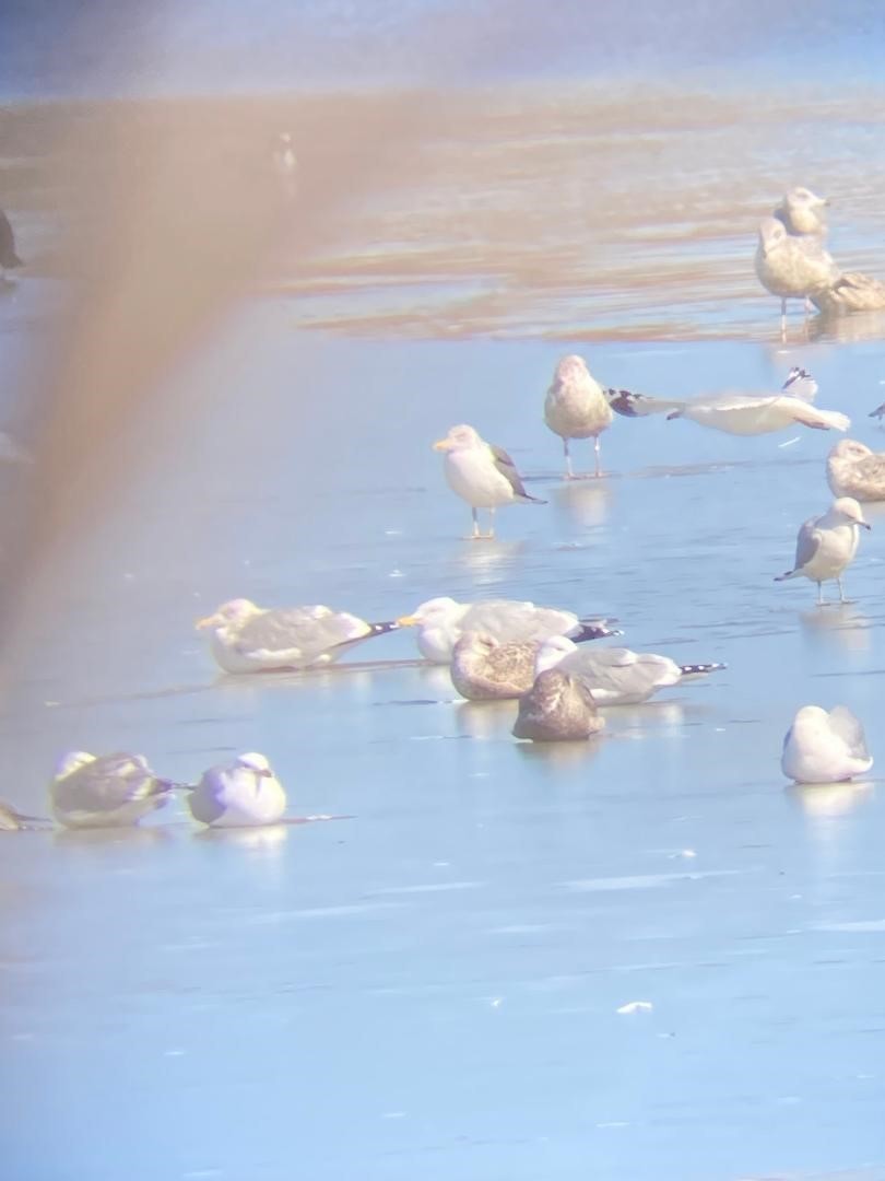 Lesser Black-backed Gull - ML542694571