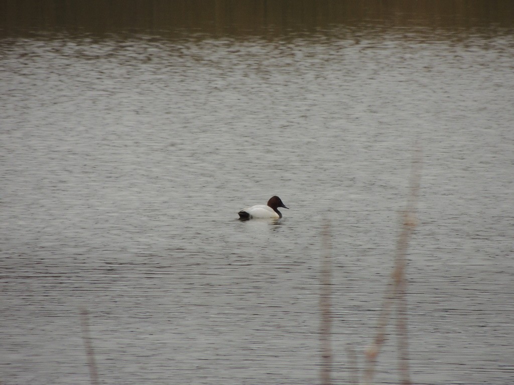 Canvasback - ML542694741