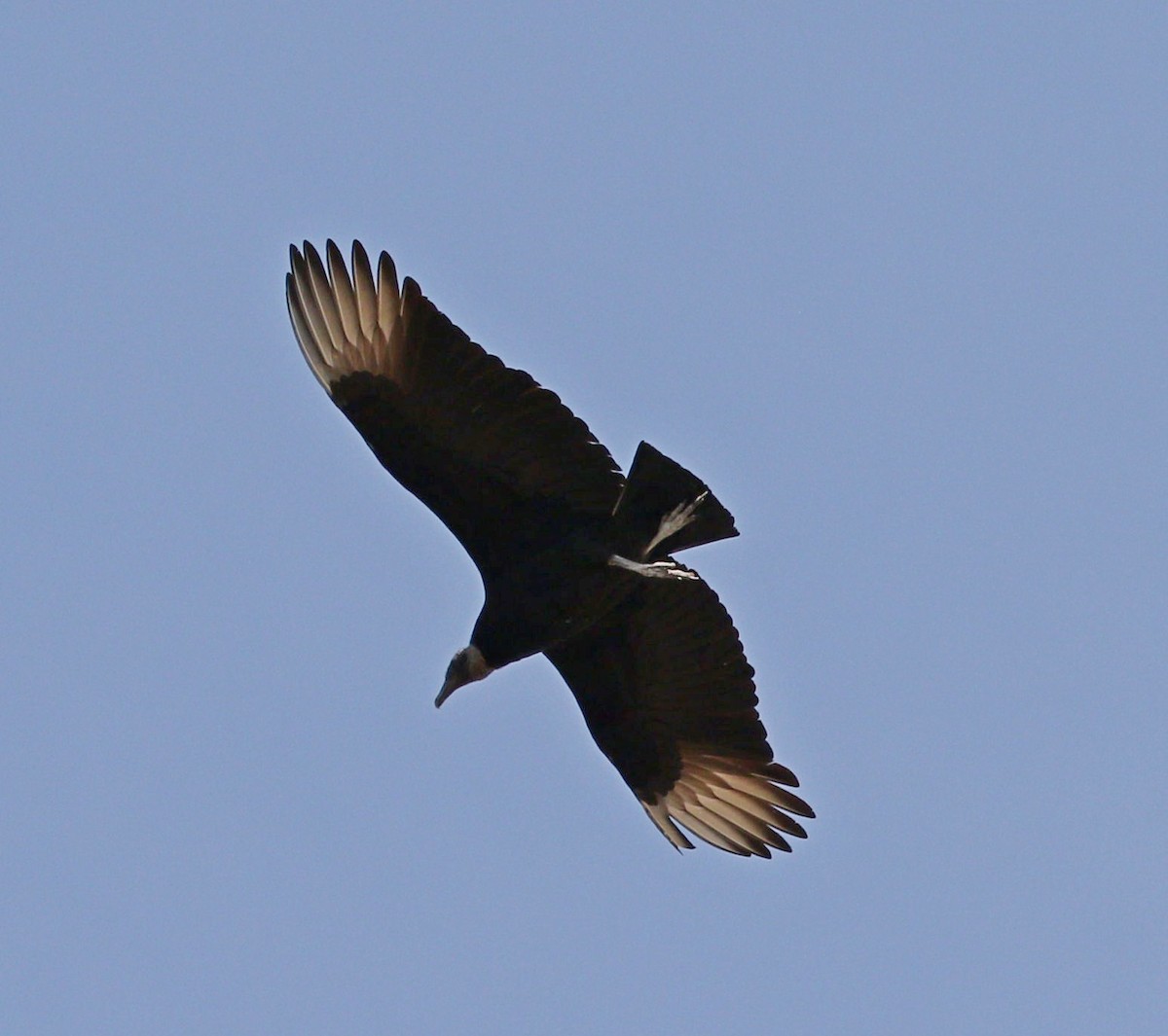 Black Vulture - Michael Blust