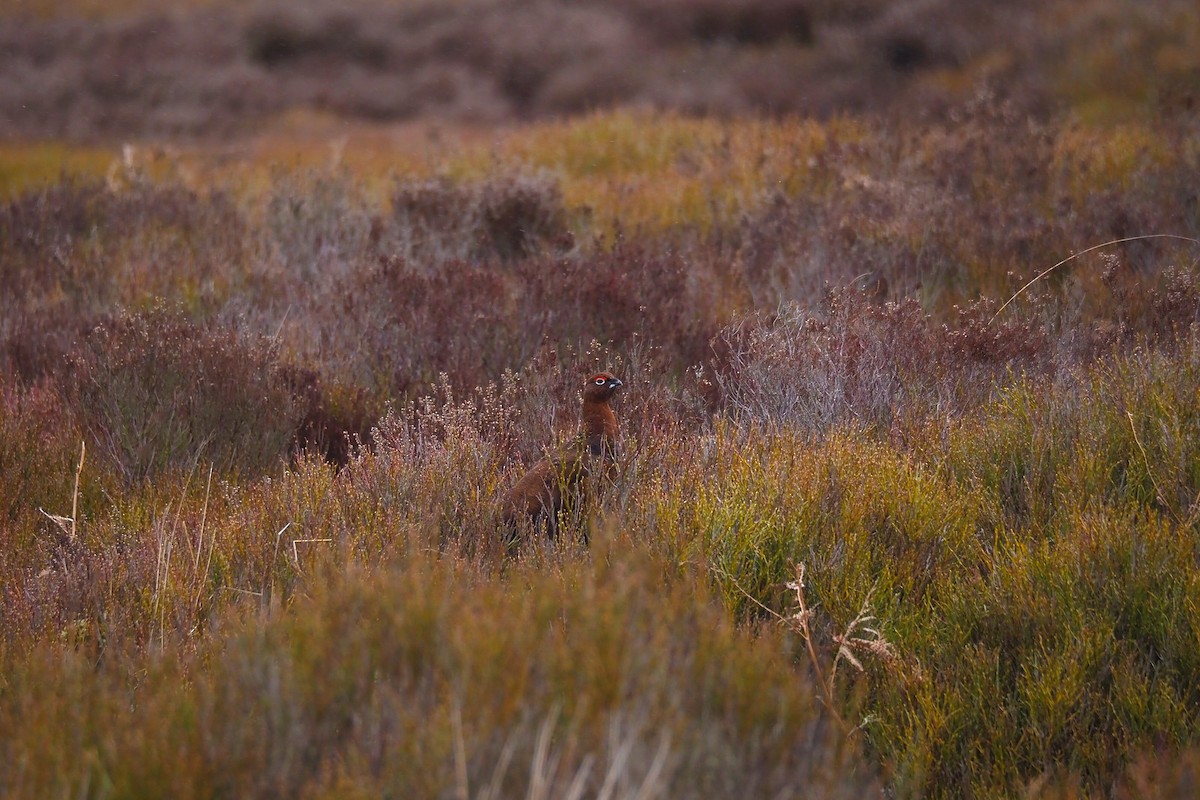 Willow Ptarmigan - ML542696901