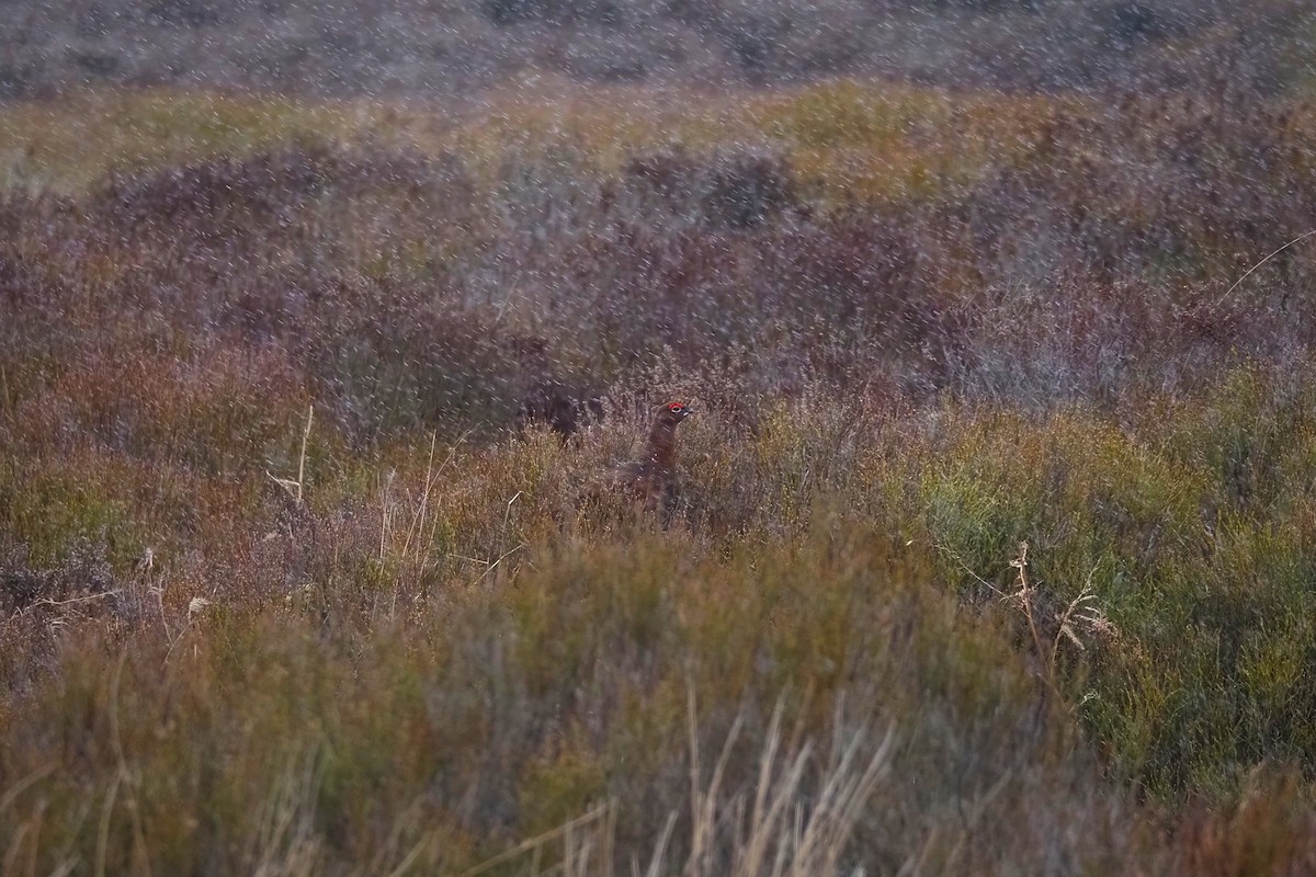 Willow Ptarmigan - ML542696911