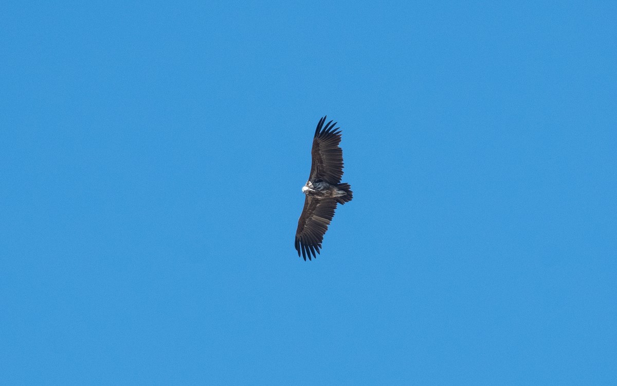 Lappet-faced Vulture - ML542697151