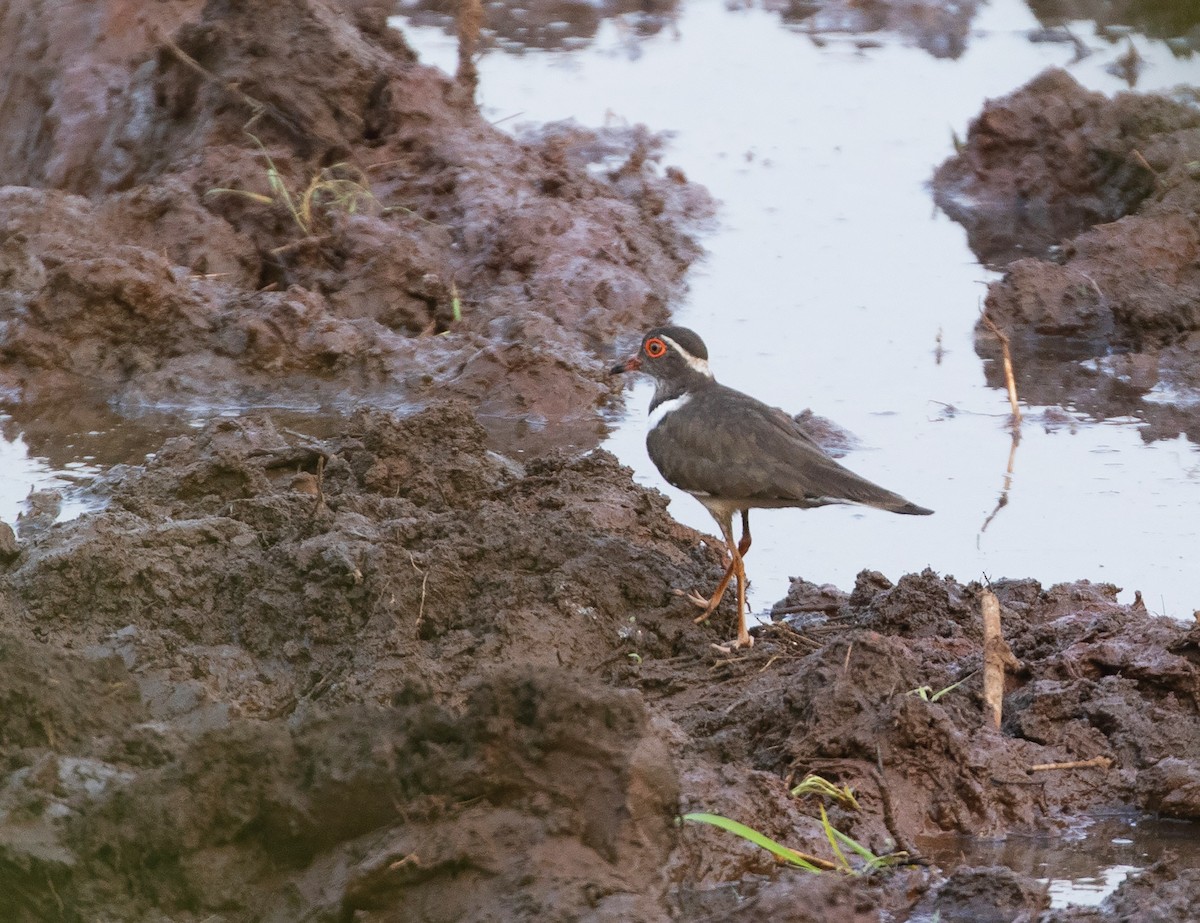 Forbes's Plover - ML542697161