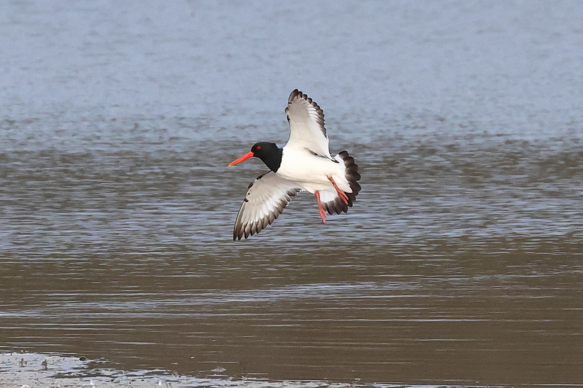 Eurasian Oystercatcher - ML542698771