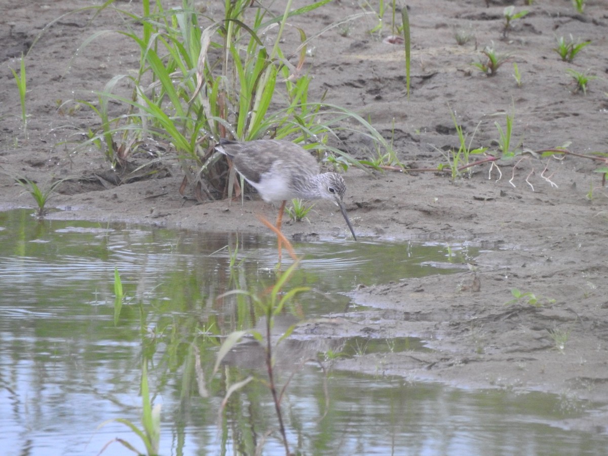 Greater Yellowlegs - ML542698811