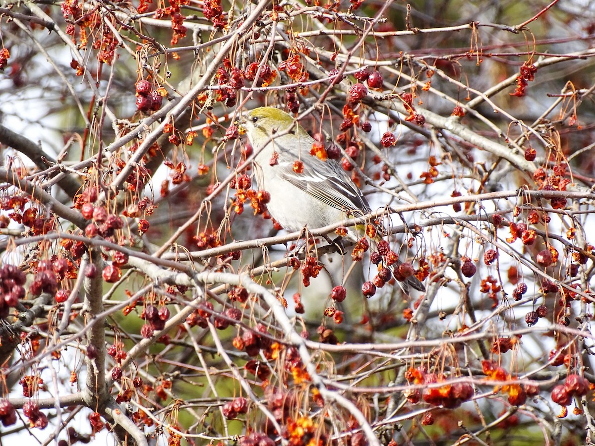 Pine Grosbeak - ML542702041