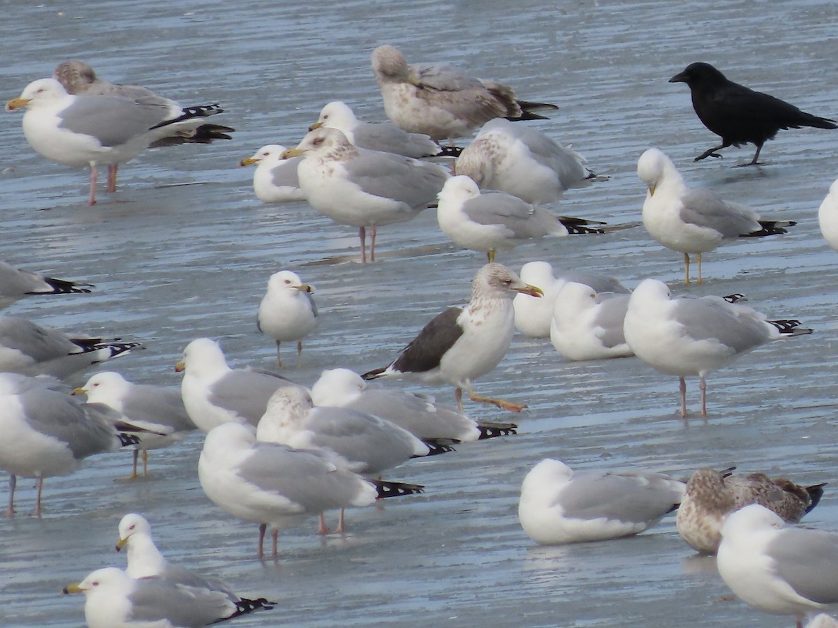 Lesser Black-backed Gull - ML542702901