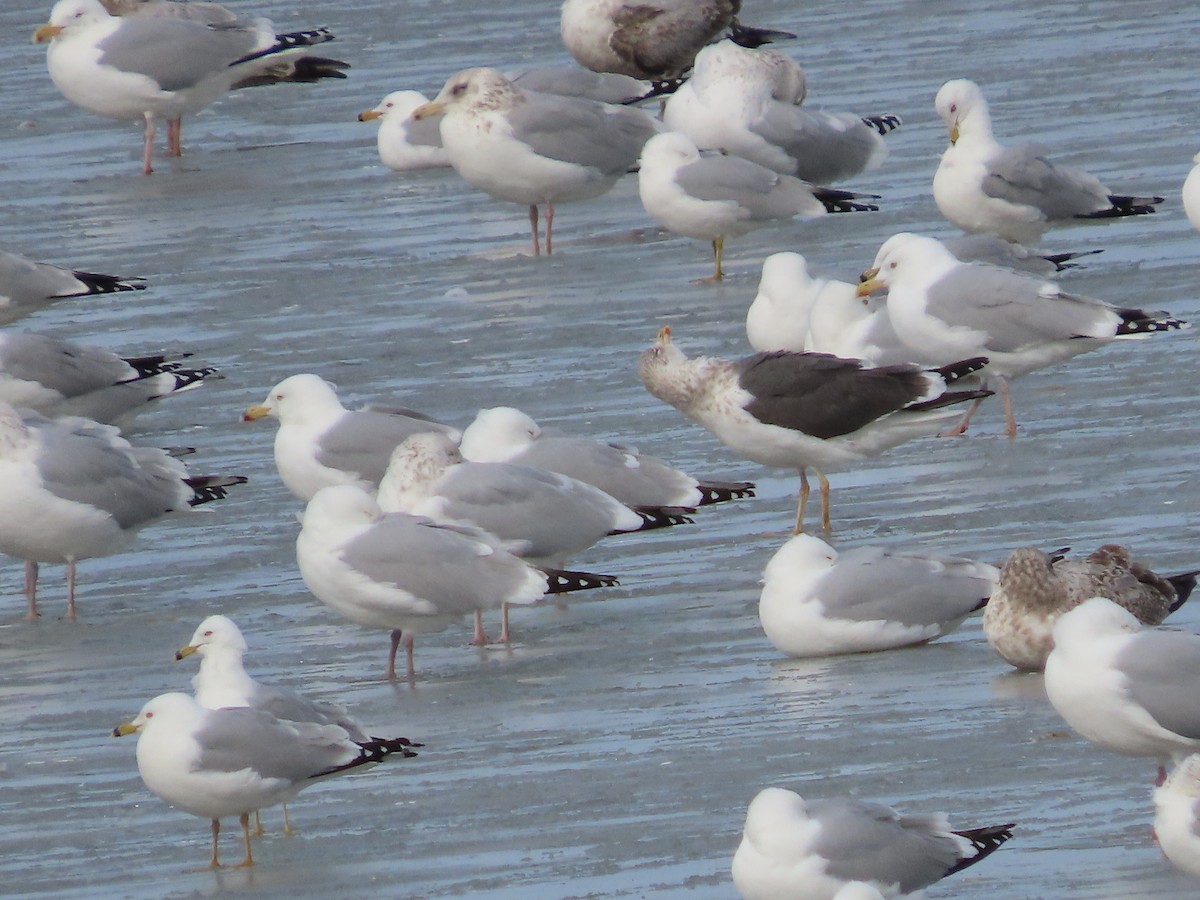 Lesser Black-backed Gull - ML542703171