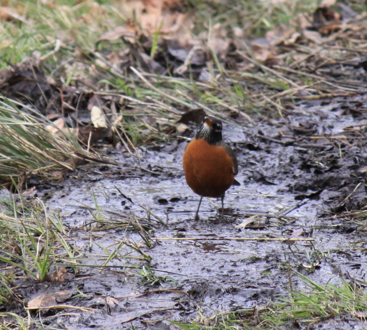 American Robin - ML542703511