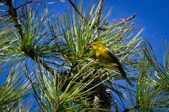 Pine Warbler - ML542705221