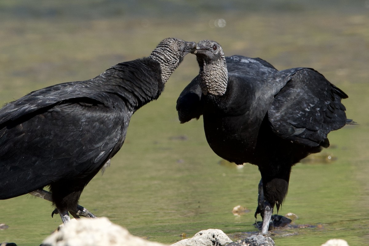 Black Vulture - Nate Sabo