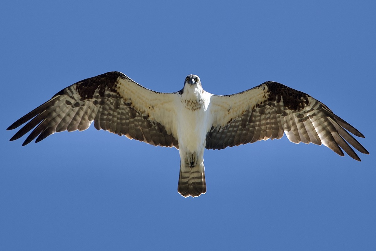 Osprey - Nate Sabo