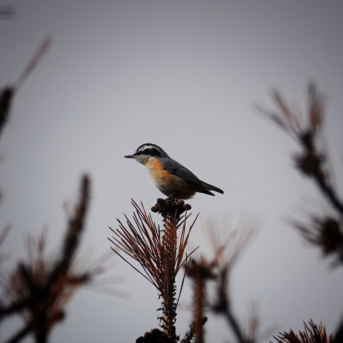 Red-breasted Nuthatch - ML542706071