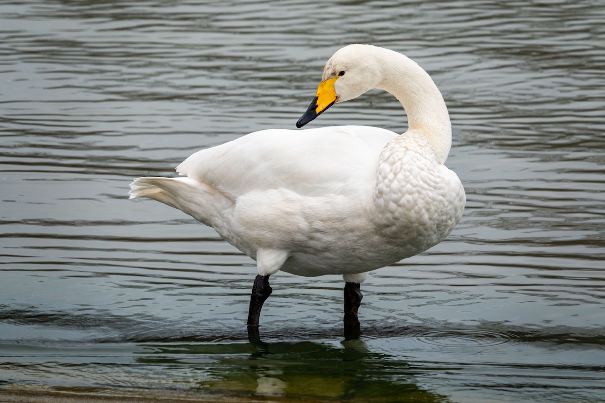 Whooper Swan - Gale VerHague