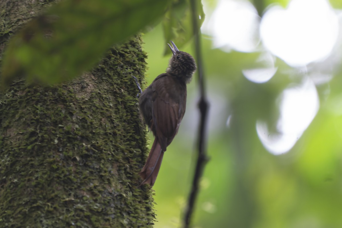 Long-tailed Woodcreeper - Guillermo  Saborío Vega