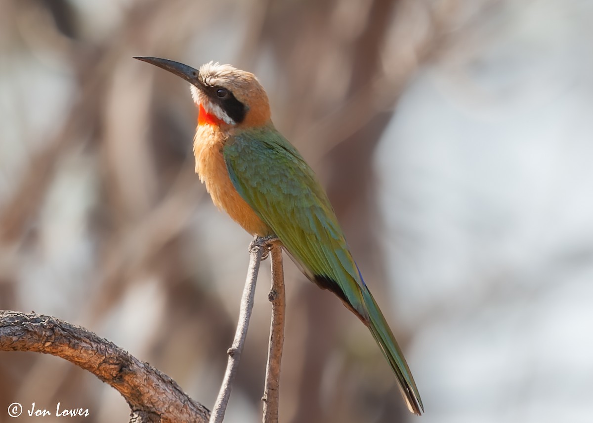 White-fronted Bee-eater - ML542710051