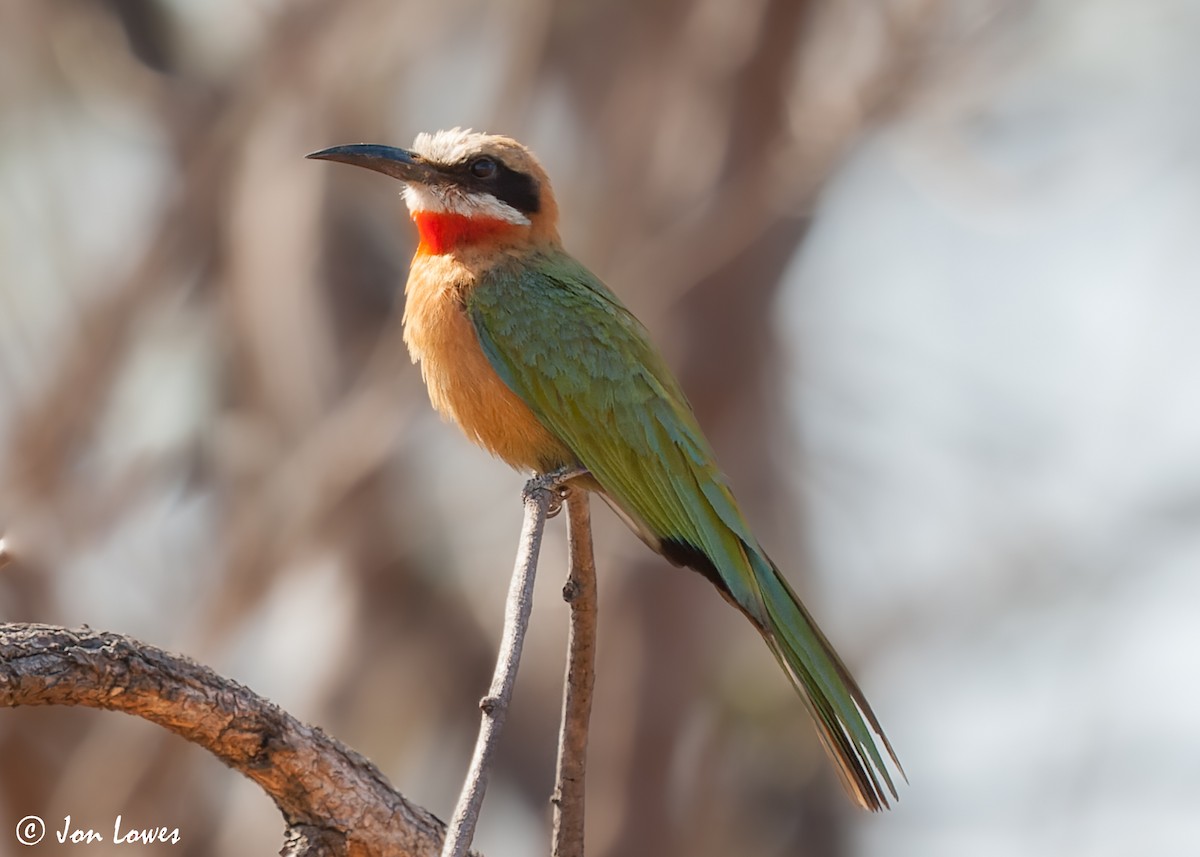 White-fronted Bee-eater - ML542710061