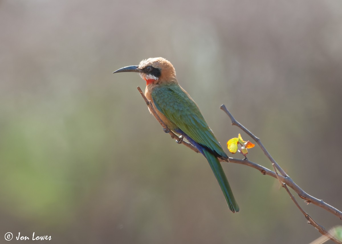 White-fronted Bee-eater - ML542710071