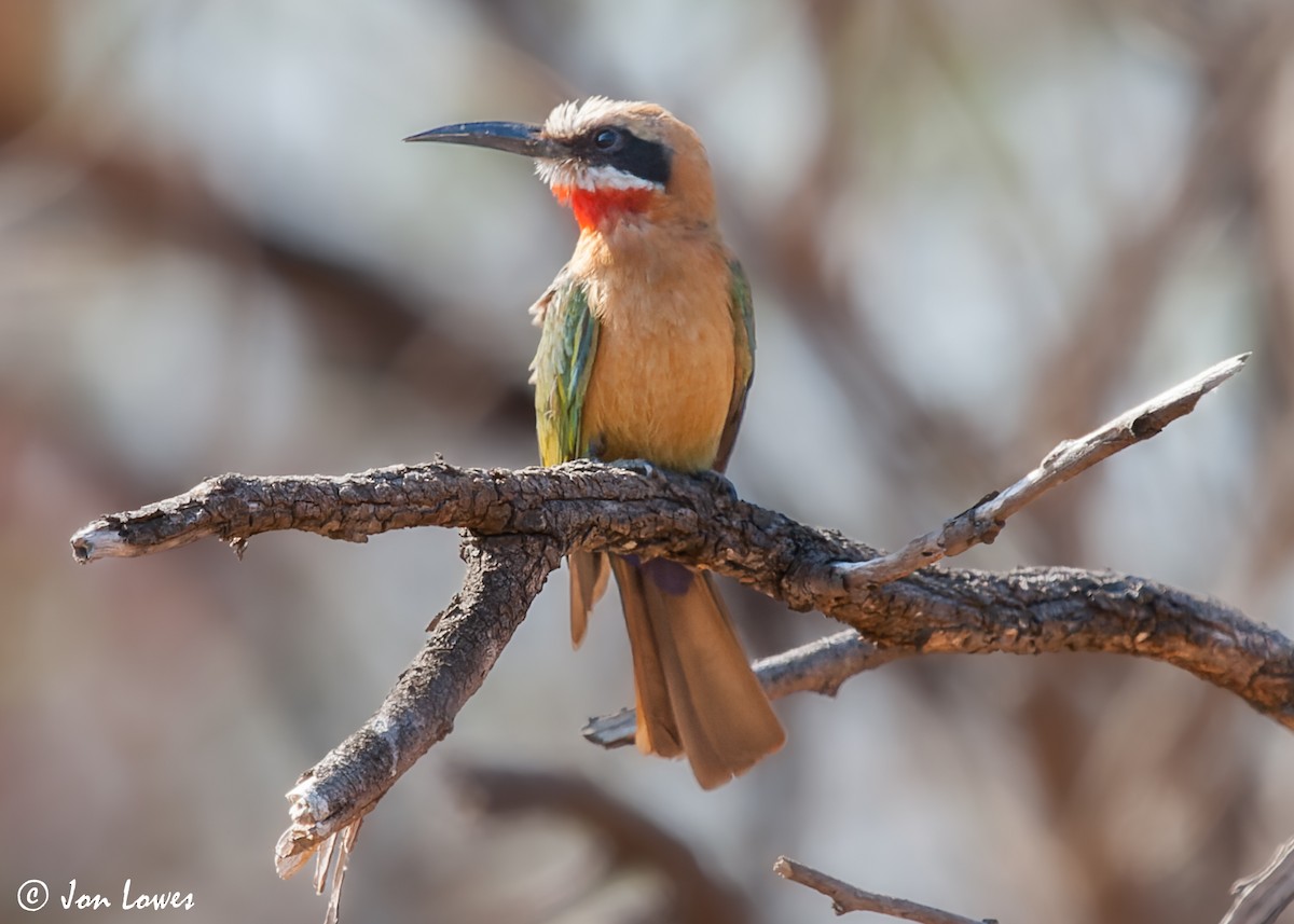 White-fronted Bee-eater - ML542710081