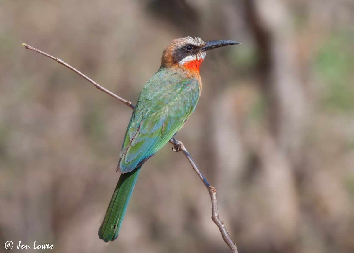 White-fronted Bee-eater - ML542710101