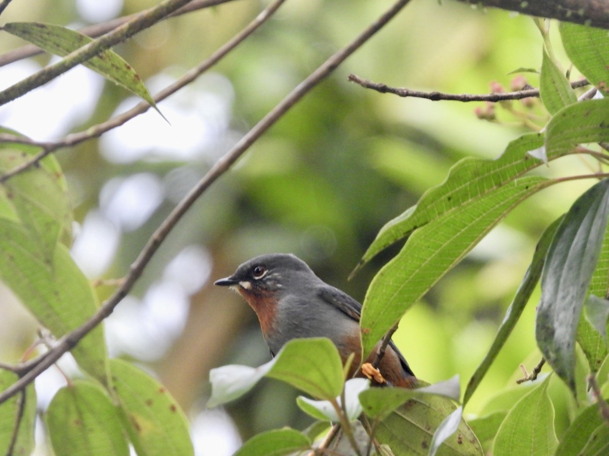 Rufous-throated Solitaire - Monika Czupryna