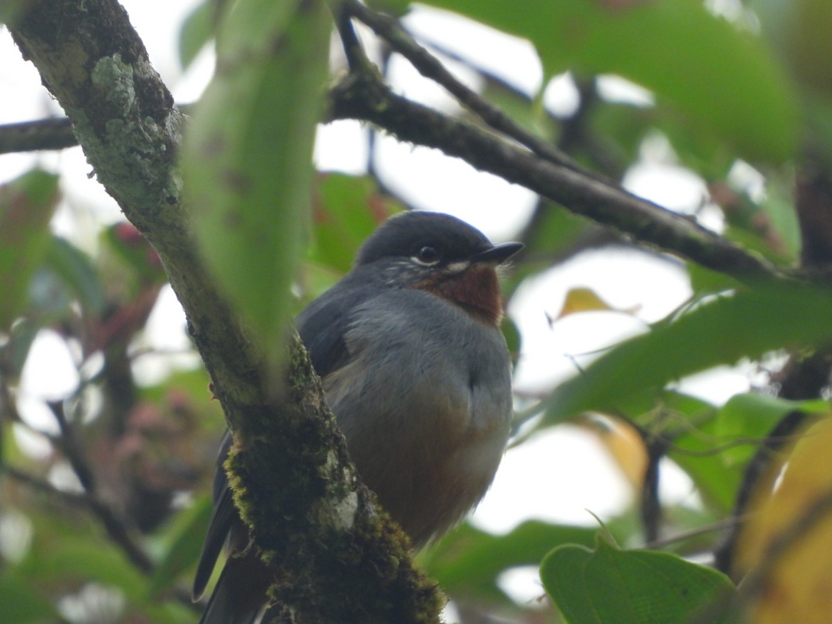 Rufous-throated Solitaire - ML542711181
